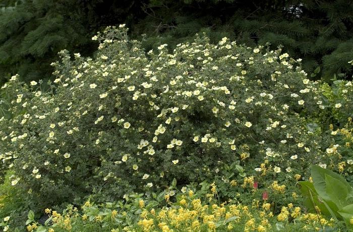 Potentilla fruticosa Primrose Beauty
