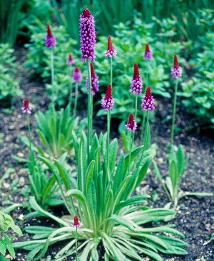 Primula vialii 