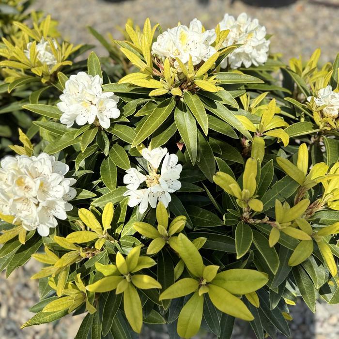 Rhododendron David Leach hybrid Capistrano