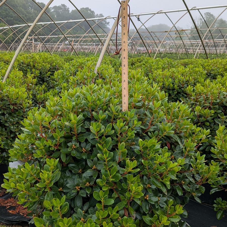 Rhododendron 'P.J.M. Elite' - Rhododendron from Canterbury Horticulture