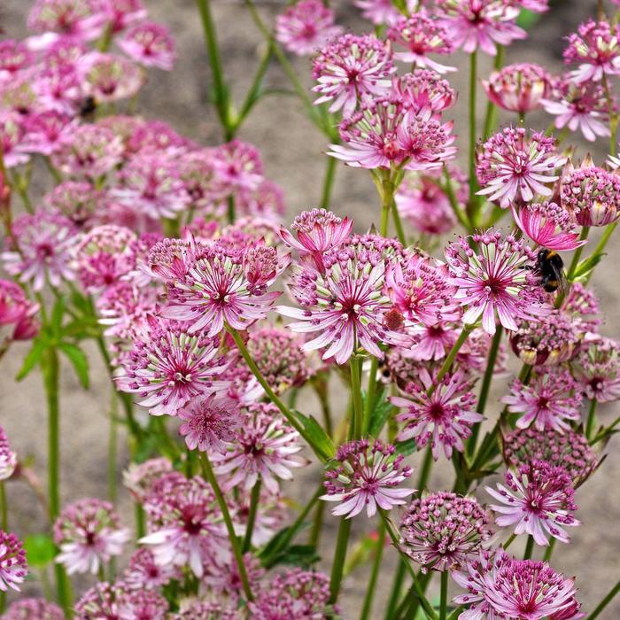 Astrantia major Sparkling Stars Pink