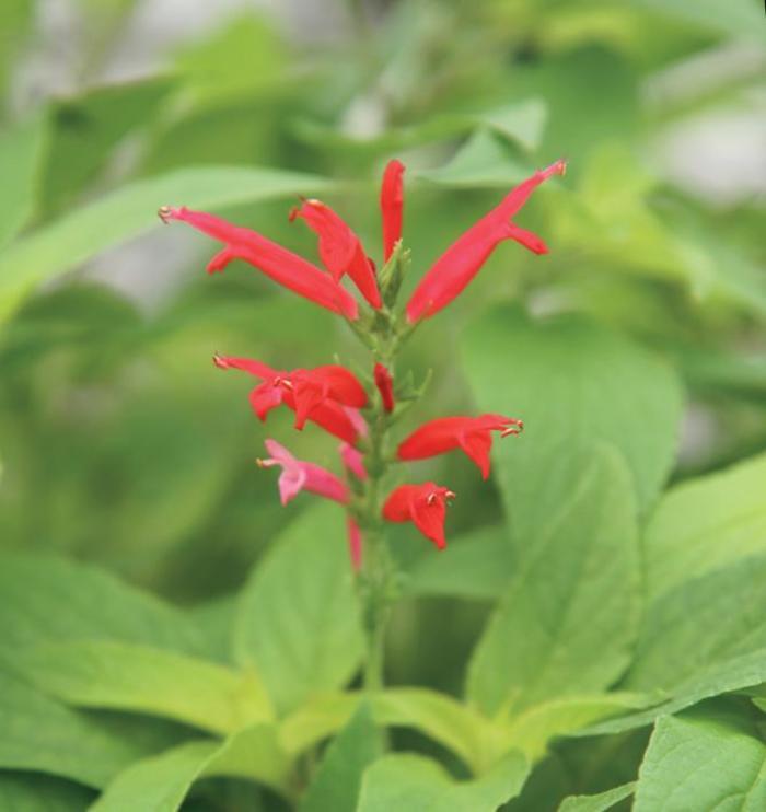 Salvia elegans 