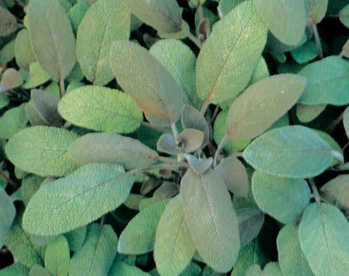 Salvia officinalis Purpurascens