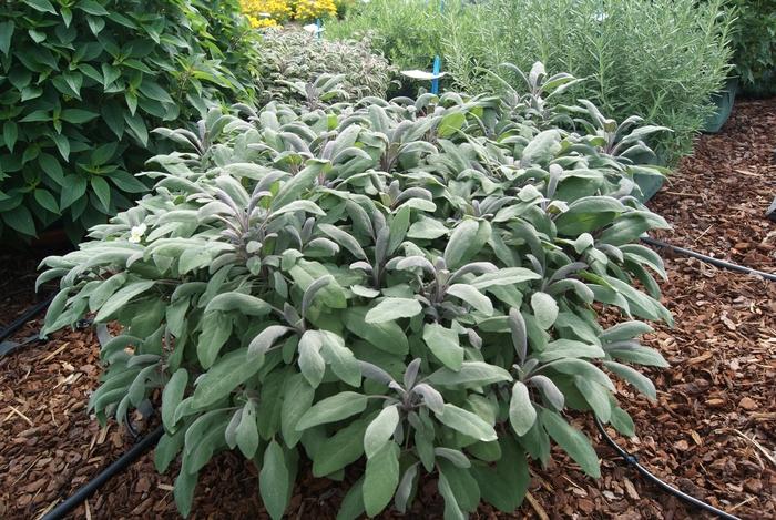Salvia officinalis 