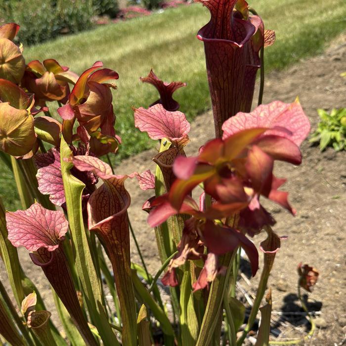 Sarracenia x moorei Conversation Piece