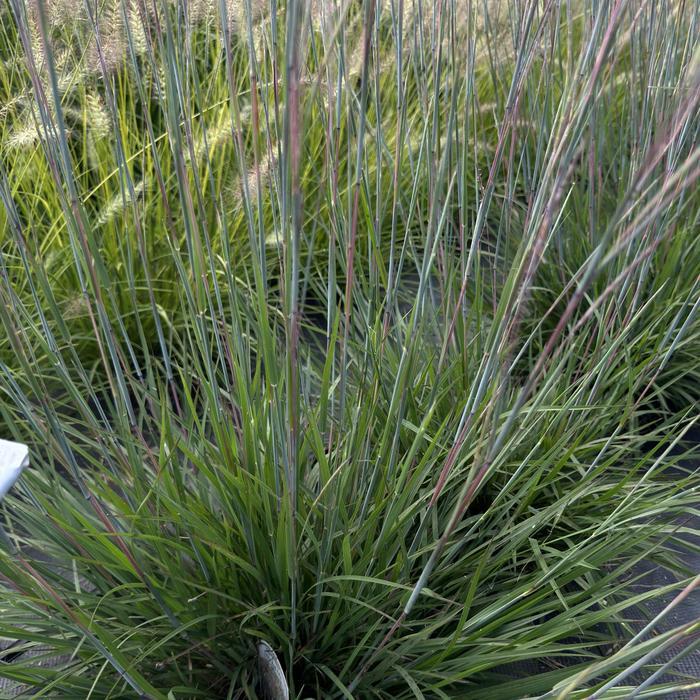 Schizachyrium scoparium Little Red Fox
