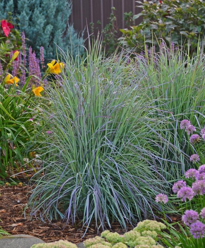 Schizachyrium scoparium Twilight Zone