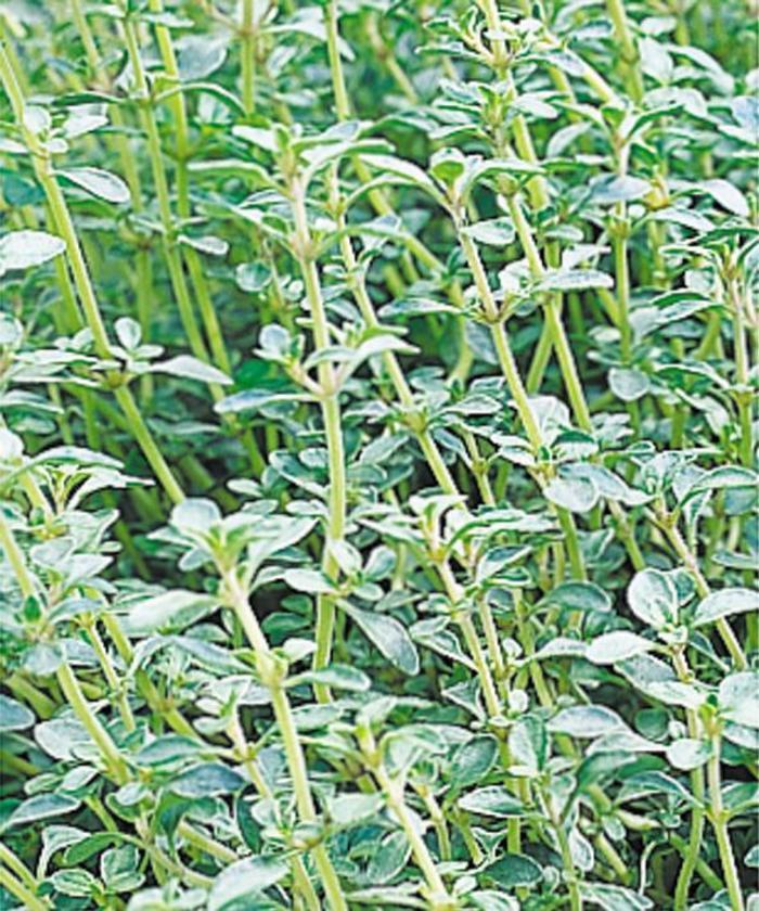 Thymus vulgaris Argenteus