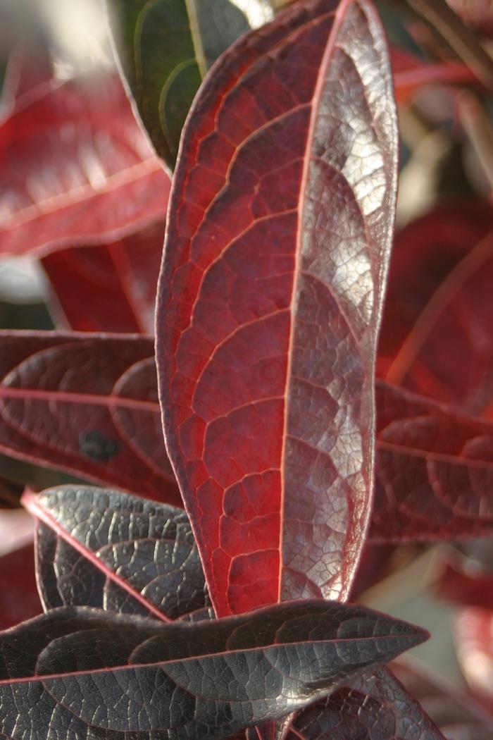Viburnum nudum Brandywine&trade;