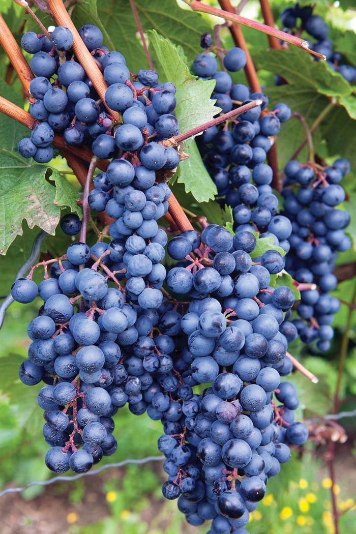 Vitis labrusca Concord