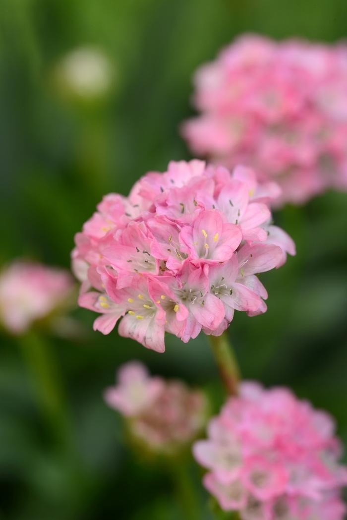 Armeria pseudarmeria Dreameria&reg; Daydream