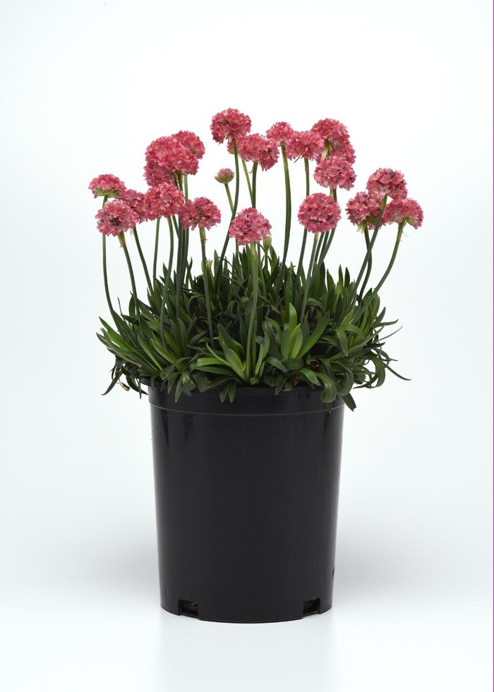 Armeria pseudarmeria Dreameria&reg; Dreamland