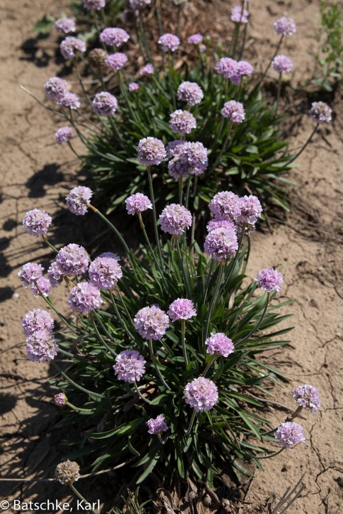 Armeria pseudarmeria Dreameria&reg; Sweet Dreams