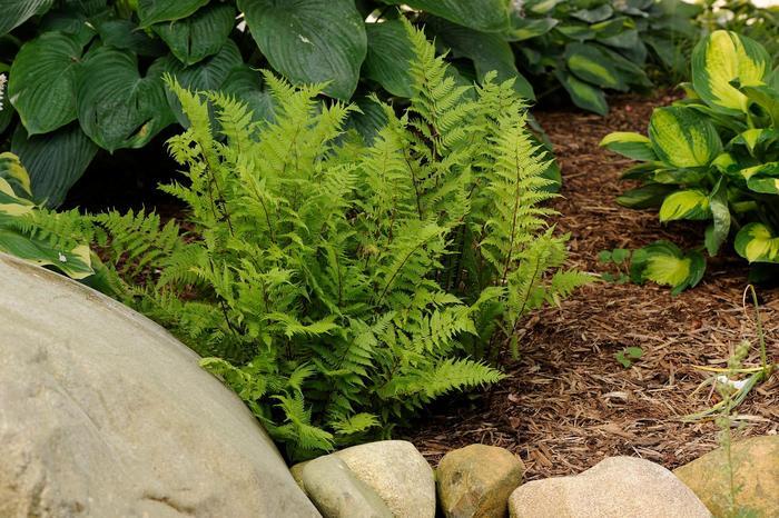 Athyrium filix-femina Lady in Red