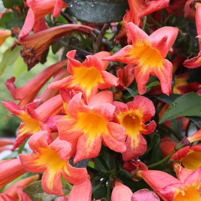 Bignonia capreolata Dressed To Thrill&reg;
