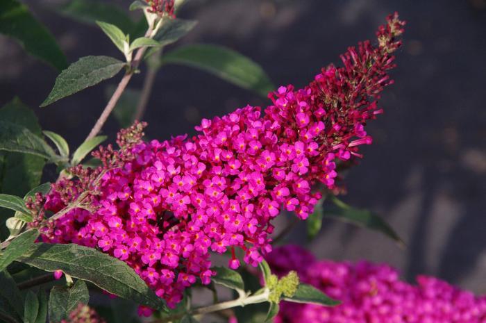 Buddleia davidii Buzz&trade; Hot Raspberry