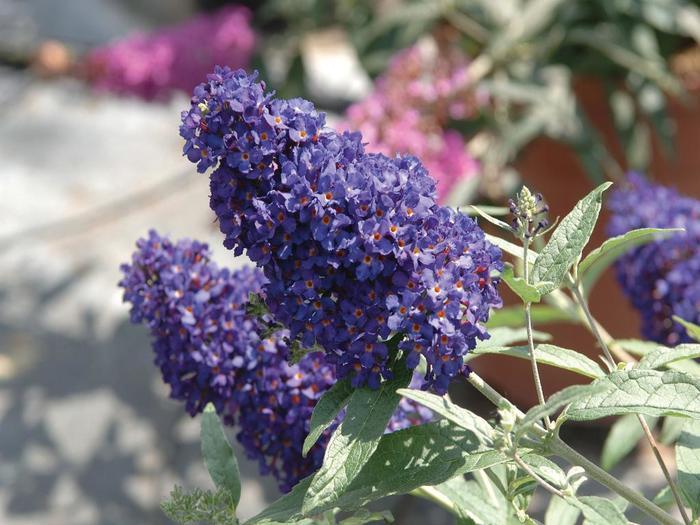 Buddleia davidii Buzz&reg; Midnight
