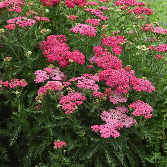 Achillea millefolium New Vintage&trade; Rose
