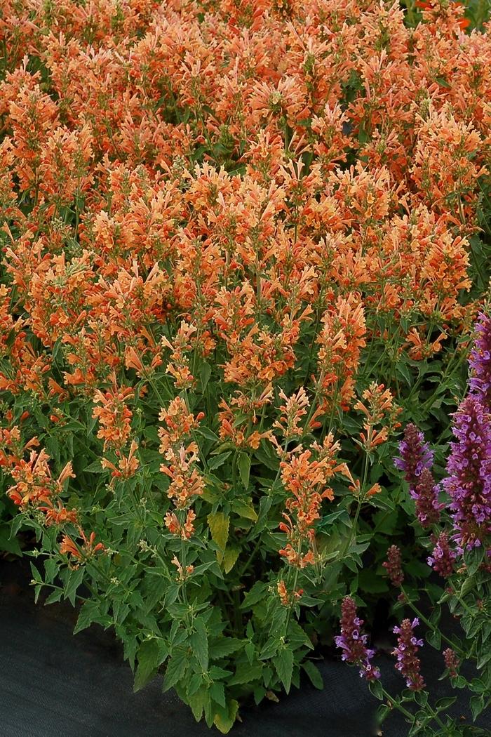 Agastache Poquito&trade; Orange