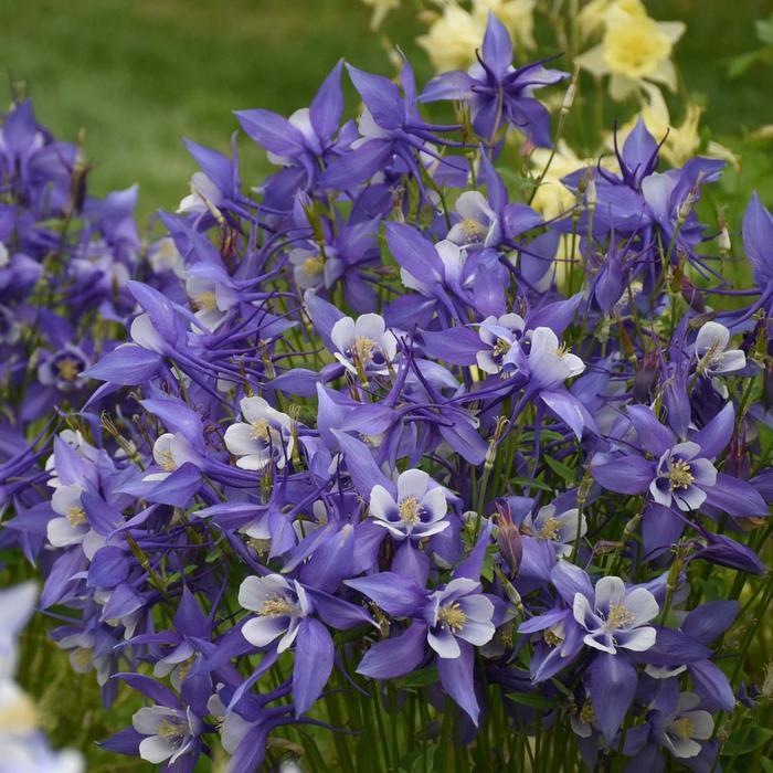 Aquilegia caerulea Kirigami&trade; Deep Blue and White