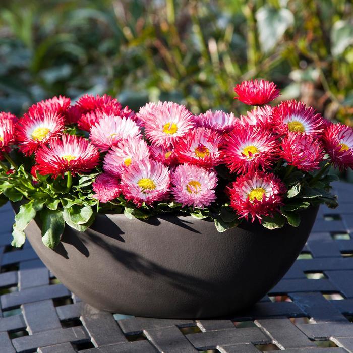 Bellis perennis Bam Bam&trade; Mix 