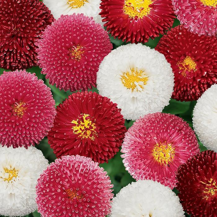 Bellis perennis Bellissima&trade; Mix