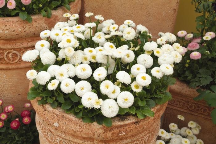 Bellis perennis Bellissima&trade; White