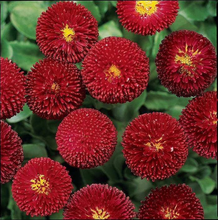 Bellis perennis Bellissima&trade; Red
