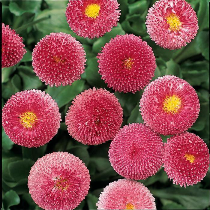 Bellis perennis Bellissima&trade; Rose