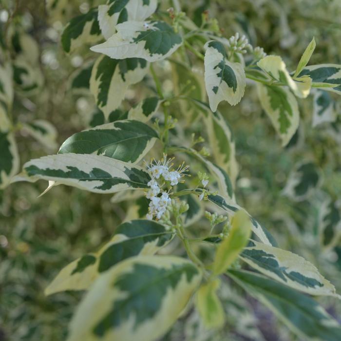 Callicarpa dichotoma f. albifructa Duet