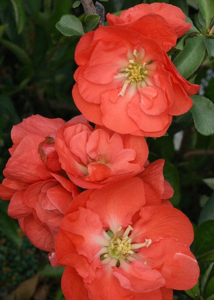 Chaenomeles speciosa Double Take&reg; Orange