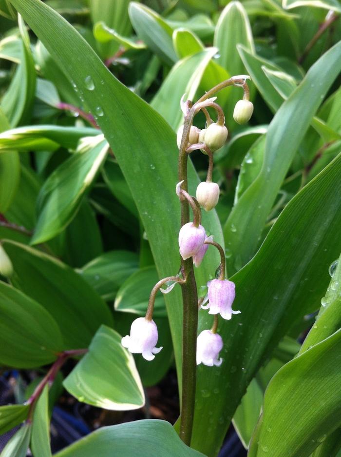 Convallaria majalis var. rosea 