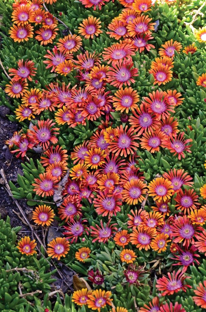 Delosperma Fire Spinner&reg;