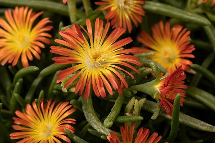 Delosperma cooperi Delmara&trade; Orange