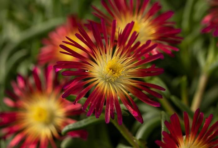 Delosperma cooperi Delmara&trade; Fuchsia