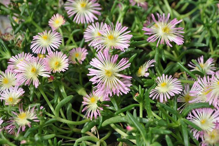 Delosperma cooperi Delmara&trade; Pink Halo