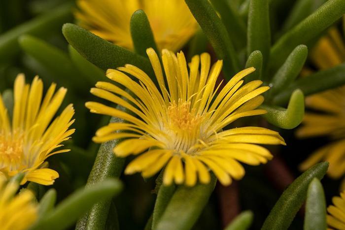 Delosperma cooperi Delmara&trade; Yellow