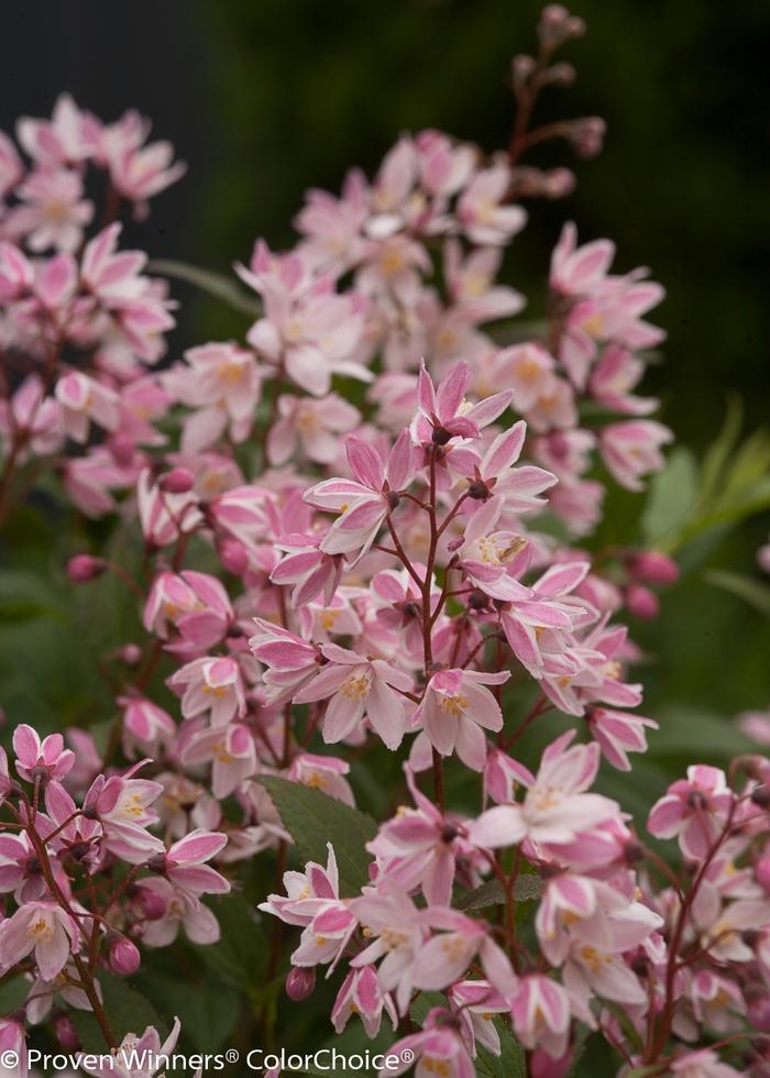 Deutzia Yuki Cherry Blossom&reg;