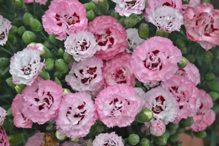 Dianthus Pretty Poppers&trade; Appleblossom Burst