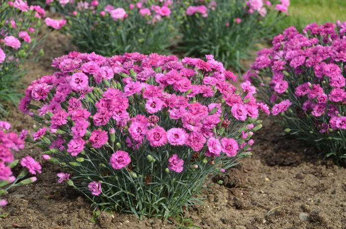 Dianthus Pretty Poppers&trade; Goody Gumdrops