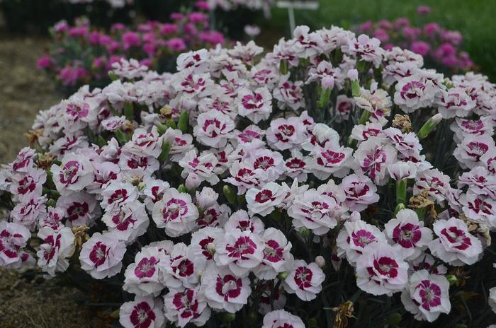 Dianthus Pretty Poppers&trade; Kiss and Tell
