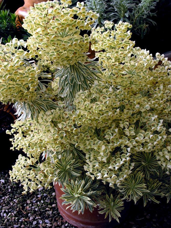 Euphorbia Sahara&trade; Tasmanian Tiger