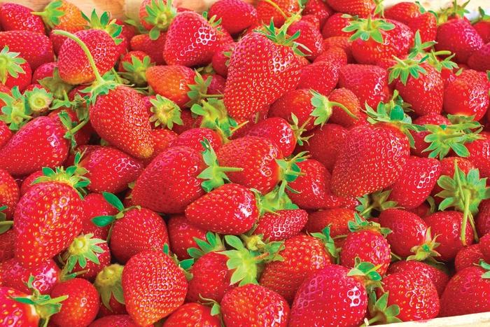 Fragaria Ozark Beauty