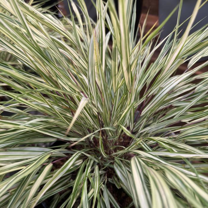 Hakonechloa macra Lime Zest&trade;
