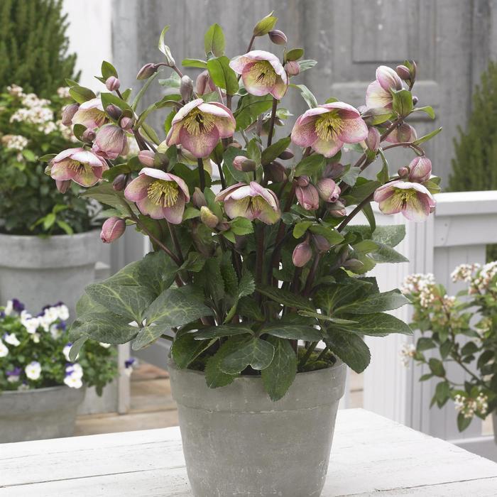 Helleborus Frostkiss&reg; Bayli's Blush&reg;