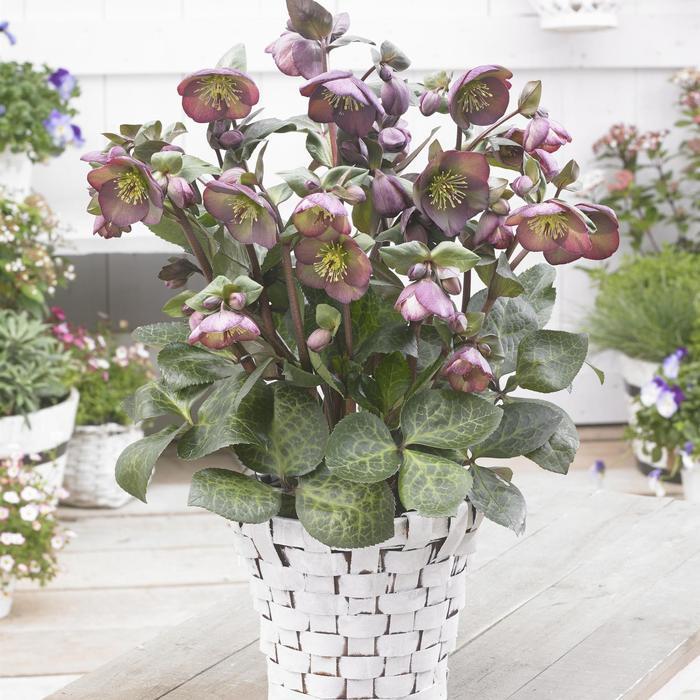Helleborus Frostkiss&reg; Dana's Dulcet