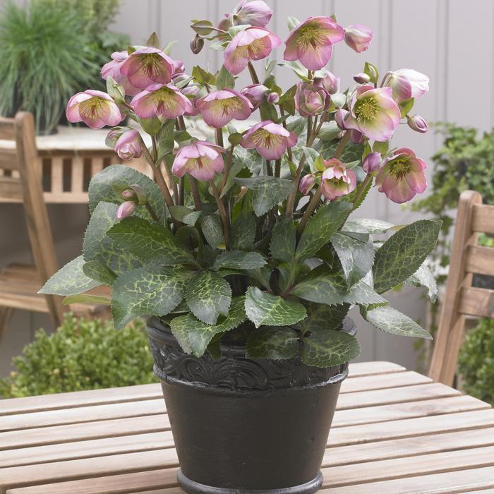 Helleborus Frostkiss&reg; Dorothy's Dawn&trade;