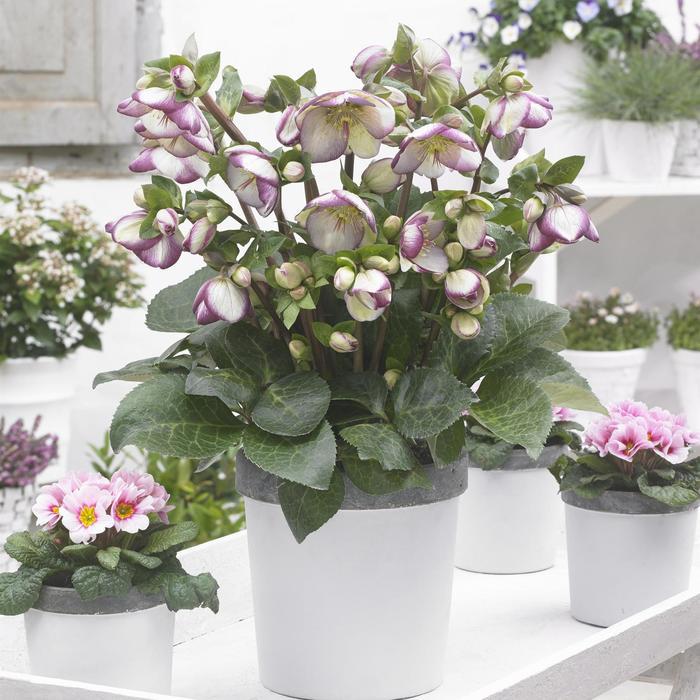 Helleborus Frostkiss&reg; Glenda's Gloss