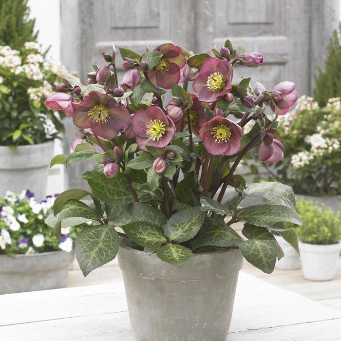 Helleborus Frostkiss&reg; Pippa's Purple&reg;