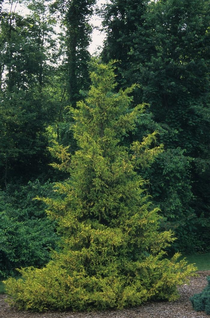 Chamaecyparis pisifera Gold Spangle